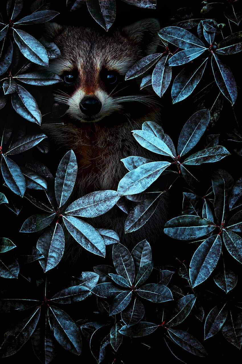 Animals, Leaves, Disguise, Camouflage, Raccoon HD phone wallpaper