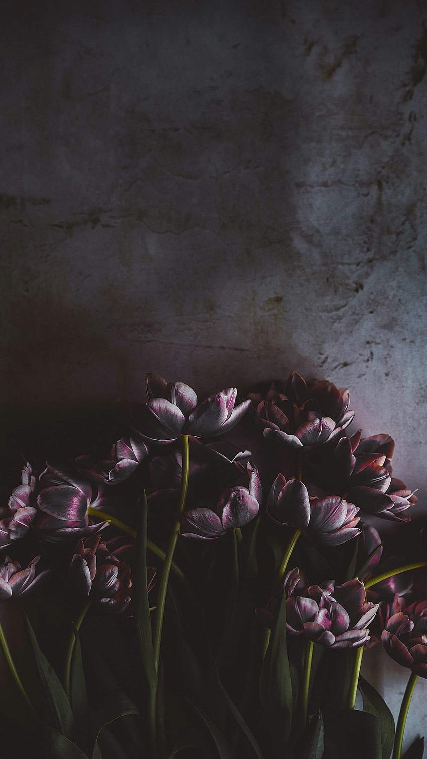 Dark Floral iPhone Wallpapers  Top Free Dark Floral iPhone Backgrounds   WallpaperAccess