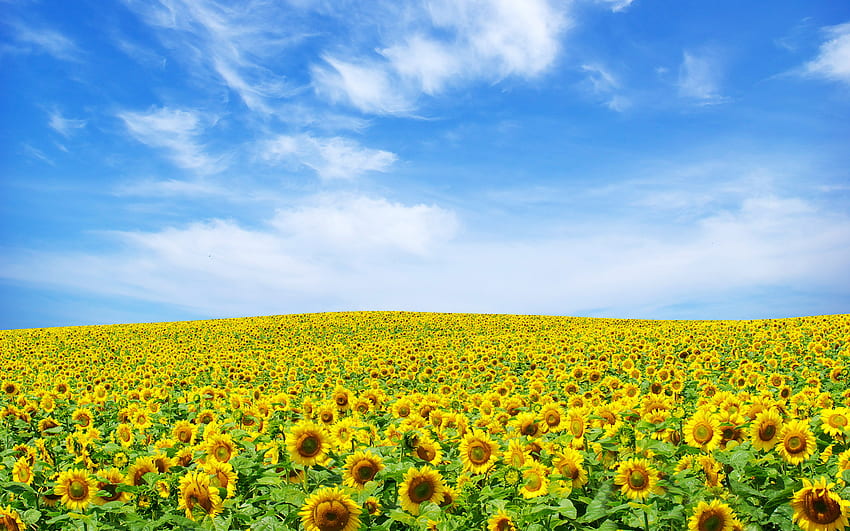 Sunflower field, nature, field, sunflower, flower HD wallpaper