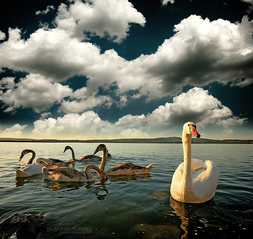 Odd Man Out, ducks, animals, other, clouds, water HD wallpaper