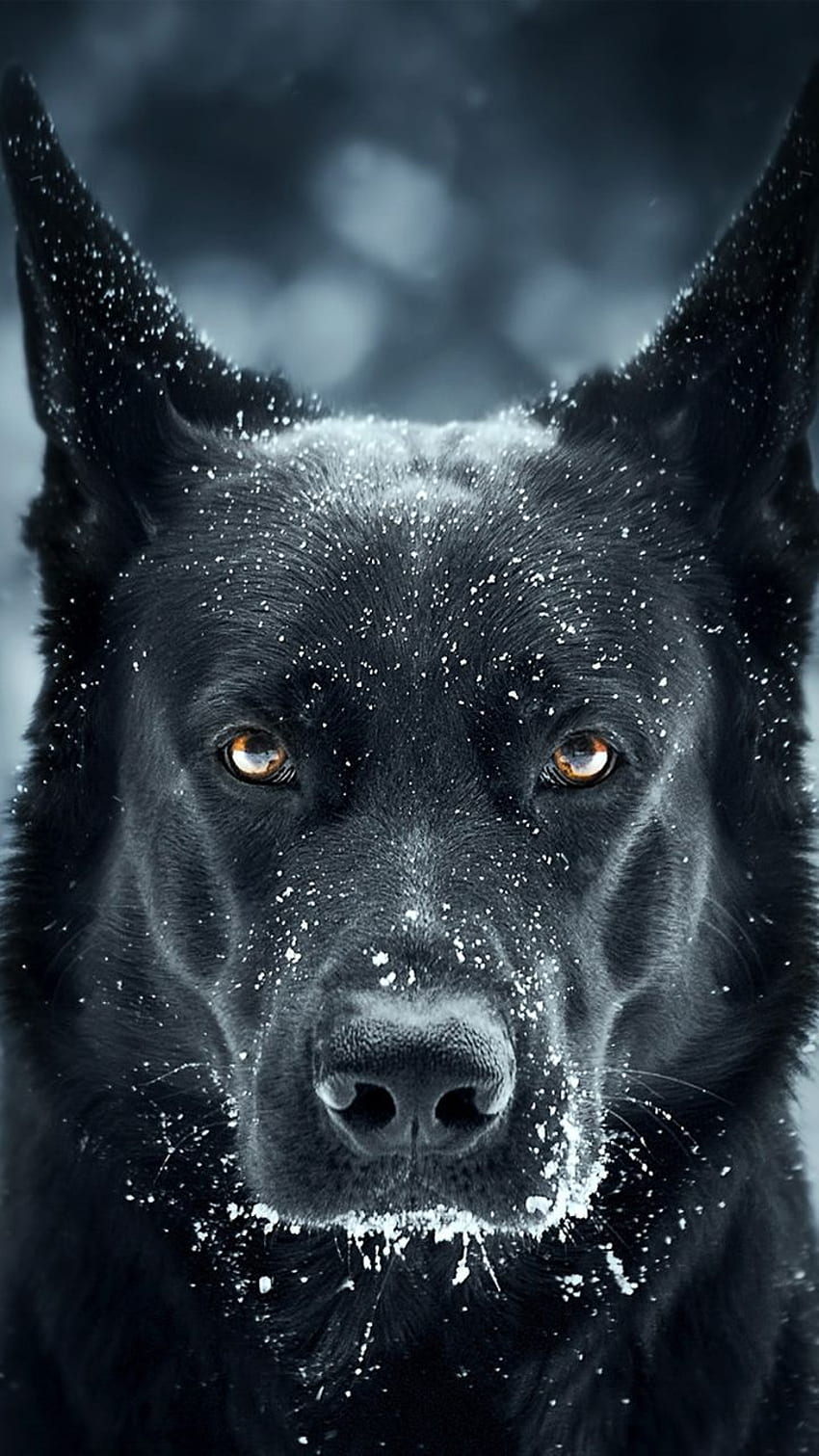 Black Horror Dog – Mobile HD phone wallpaper