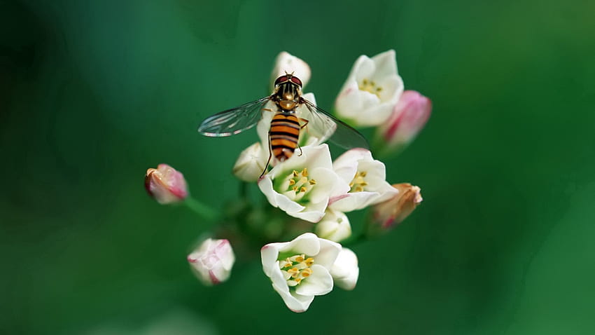 ดอกไม้ มาโคร แมลง ผึ้ง การผสมเกสร วอลล์เปเปอร์ HD