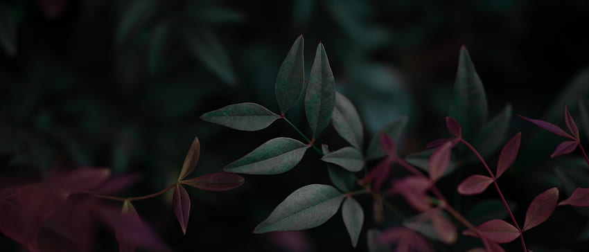 part 9 of my plant , sacred bamboo V2: , Aesthetic Ultrawide HD wallpaper