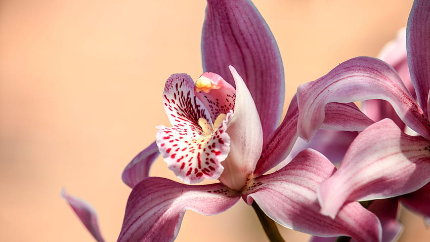 Beautiful Orchid Flower HD wallpaper | Pxfuel