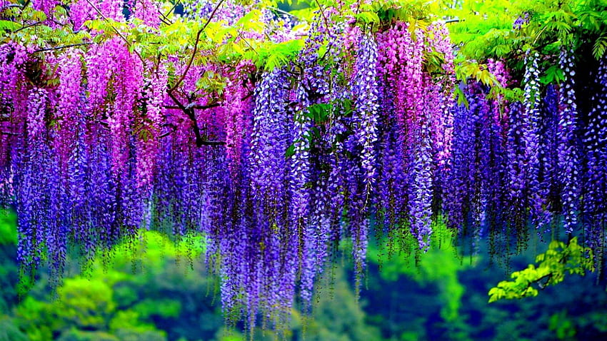 Wisteria Tree With Pink And Purple Flowers For HD wallpaper