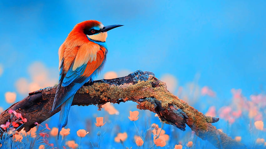 Aves, fundo ultra, colorido legal papel de parede HD