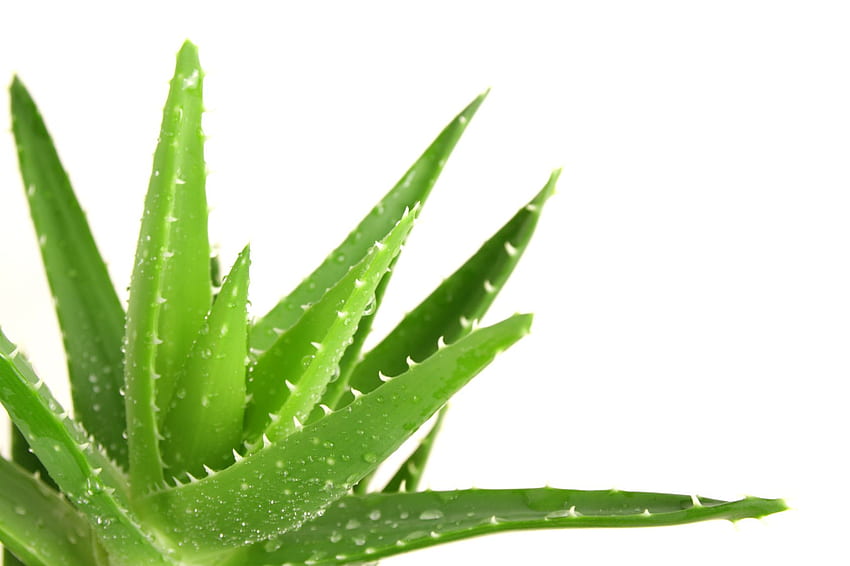 Aloe vera HD wallpapers | Pxfuel