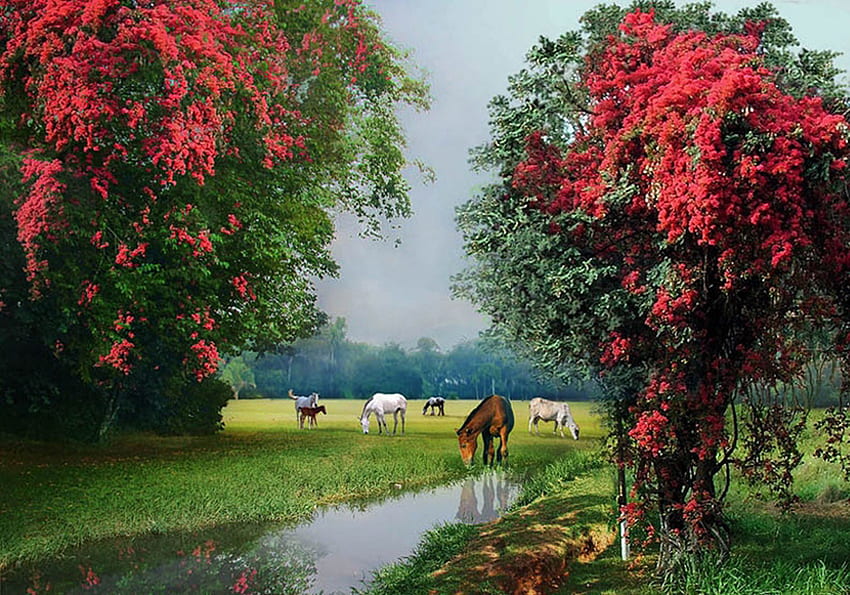 Horses, paint, pink, forests HD wallpaper