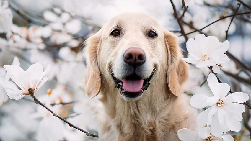 Chien Golden Retriever brun clair avec la bouche ouverte est debout dans le flou fleurs blanches branches d'arbres fond chien Fond d'écran HD