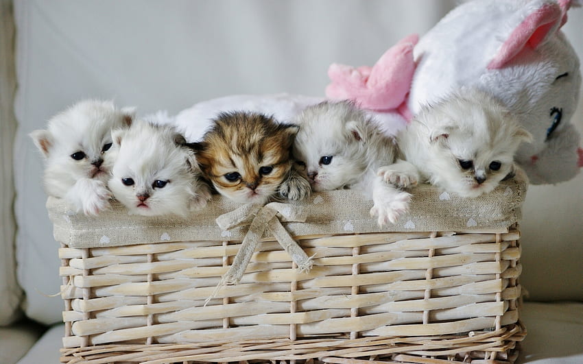 동물, 장난감, 바구니, 귀여운, 새끼 고양이 HD 월페이퍼