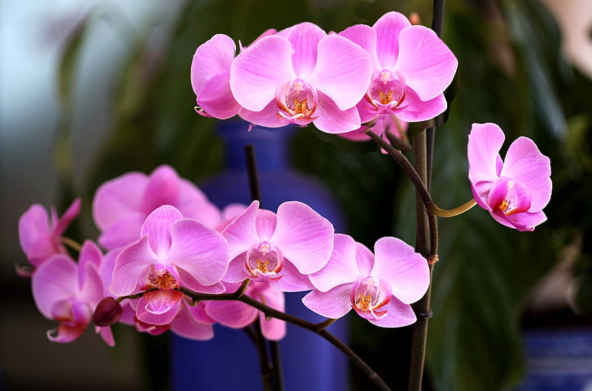 Flowers, Pink, Flower, Close-Up, Branch, Orchid HD wallpaper