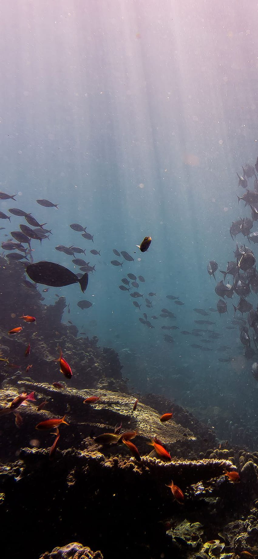 iPhone X : fo経由で海の魚、海、水、自然を深く潜る。 マガジン 世界中の最高のあなたの毎日の情報源 HD電話の壁紙