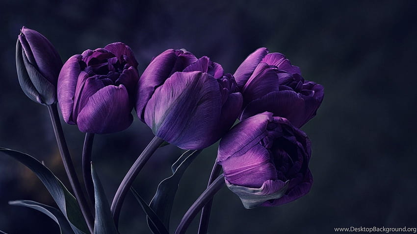 Purple Tulip Flowers Background, Purple Tulips HD wallpaper