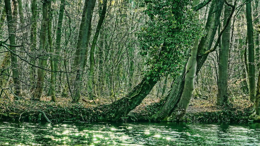 Swamp Man Chromebook, Wetland HD wallpaper