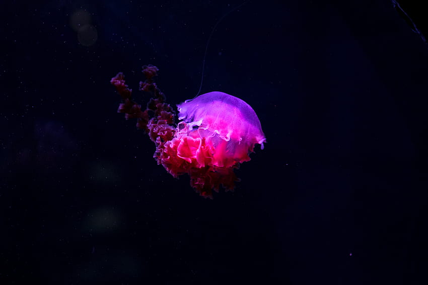 Zwierzęta, meduzy, podwodny świat, fosfor, świeci, świeci Tapeta HD