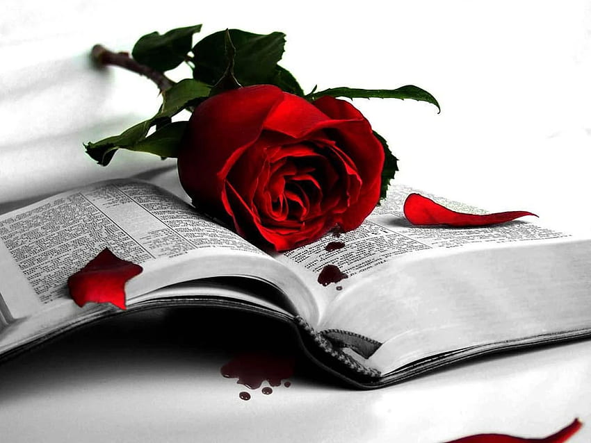 Rose and Quotes The Wondrous Pics [] for your , Mobile & Tablet. Explore Red Rose Love . Pink Rose , Rose , Dark Red Roses, Sad Rose HD wallpaper