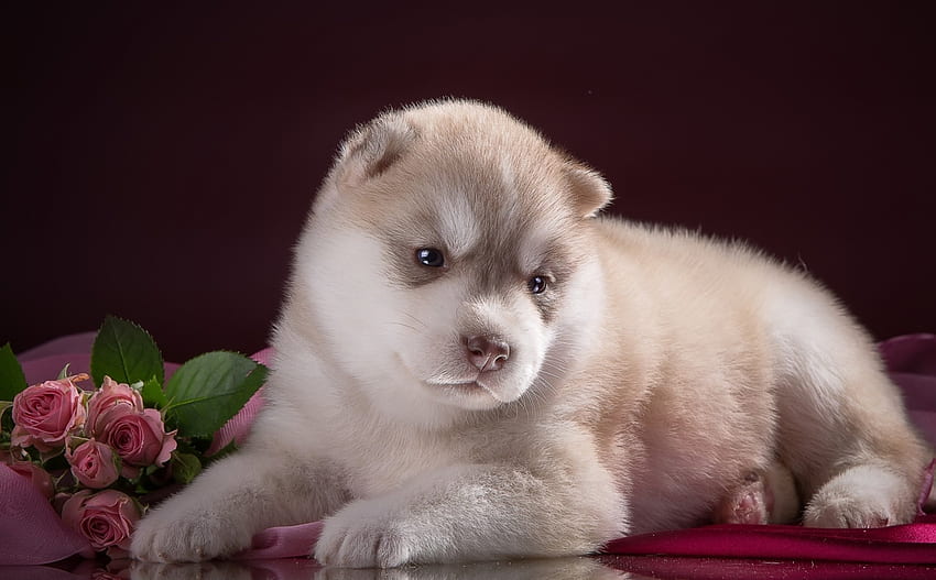Кученце, куче, сладко, животно, бяло, сладко, хъски, цвете, червено HD тапет