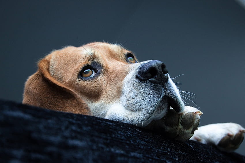 Beagle, animal, dog, puppy, cute HD wallpaper