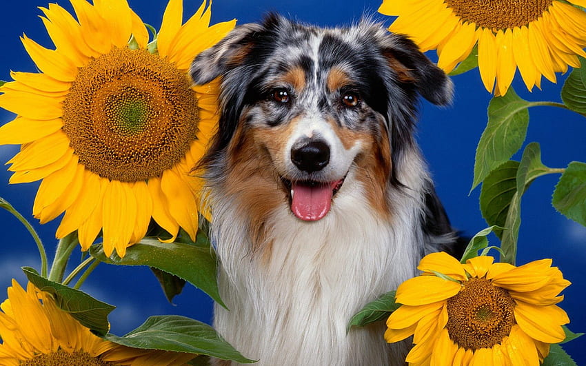 *** สุนัขกับดอกทานตะวัน *** สัตว์ สุนัข ดอกไม้ สัตว์ต่างๆ วอลล์เปเปอร์ HD