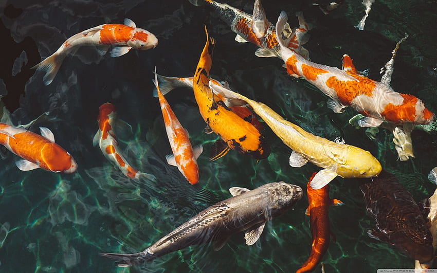 연못 듀얼 모니터의 잉어 물고기 11. 듀얼 모니터, 연못 듀얼 스크린 HD 월페이퍼