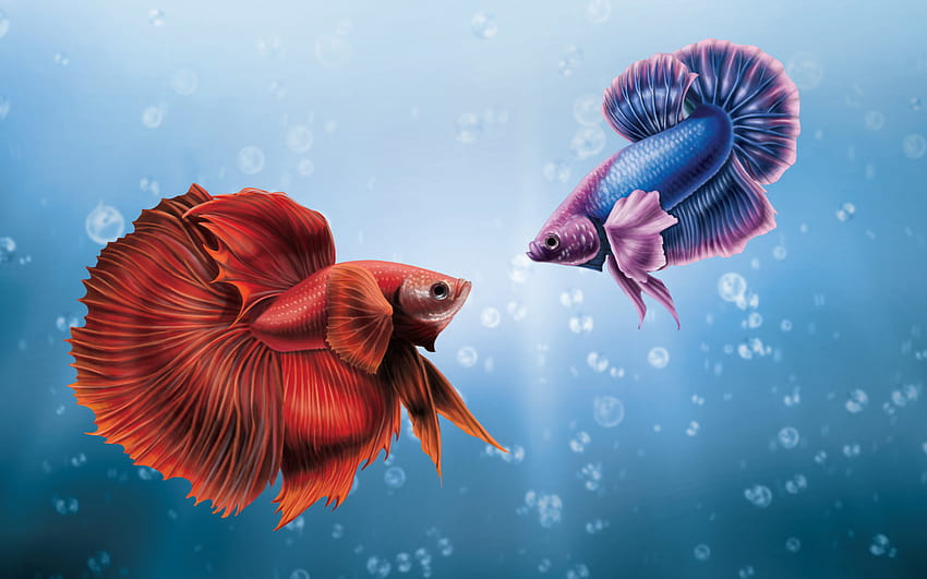 Betta Fish Pro, Siamese Fighting Fish HD wallpaper