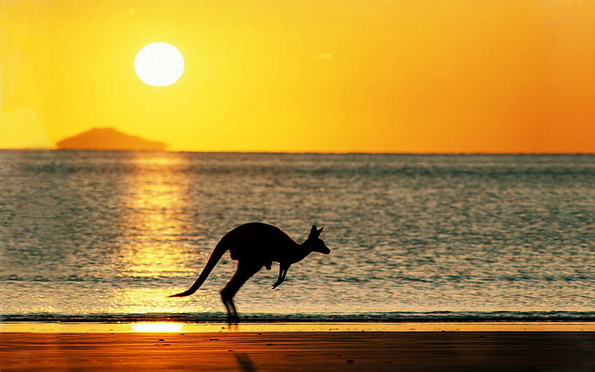 Hewan, Matahari Terbenam, Laut, Kanguru, Bayangan Hitam Wallpaper HD