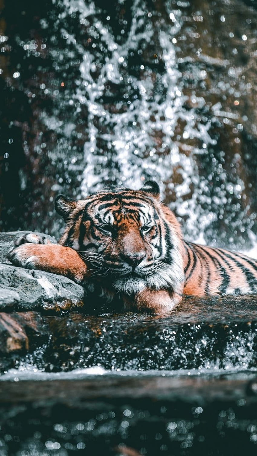 Wasserströmung, Zoo, Tiger, Tier, Wild, . Schöne Tiere, majestätische Tiere, wilde Tiere HD-Handy-Hintergrundbild