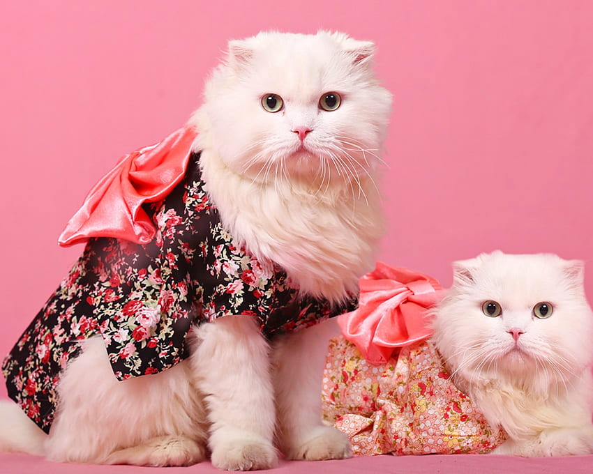Beauties, pisica, animal, pink, white, couple, cute, cat, funny HD wallpaper