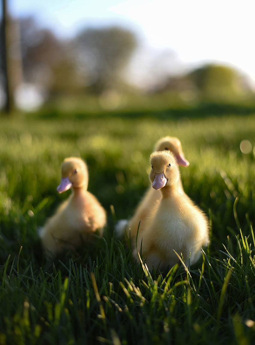 Ducklings, bird, grass, cute HD phone wallpaper