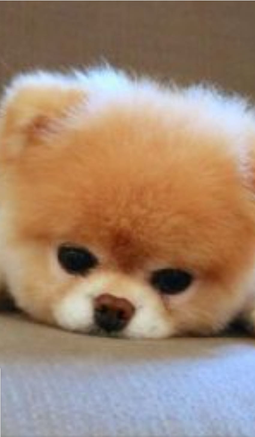 Petit chiot mignon, terrestrial animal, companion dog HD phone wallpaper