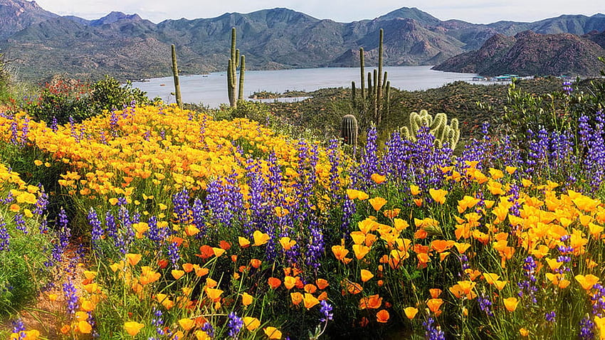 Flowers Galore, wildflowers, blossoms, sky, mountains, lake HD ...