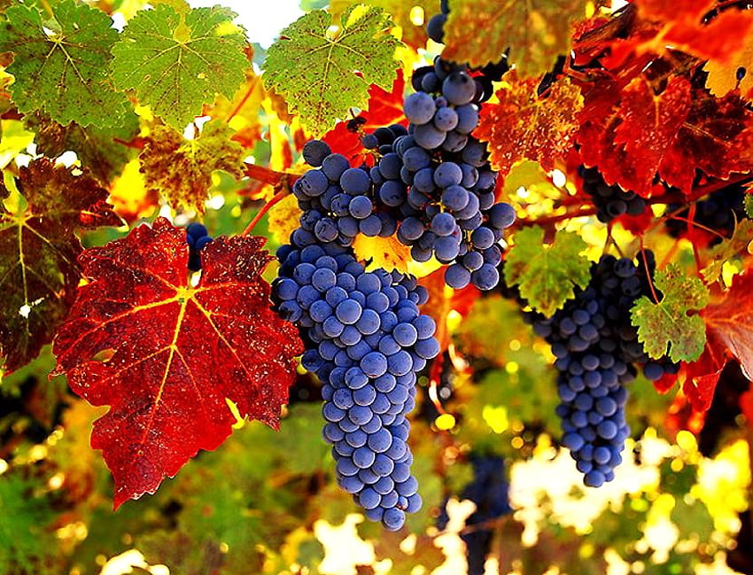 Wine country, blue, leaves, yellow, grapes, red, ripe, orange, tree HD wallpaper
