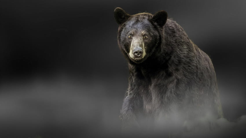 Black Bears HD wallpaper