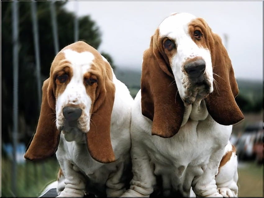 Dois cães Basset Hound e . lindos dois basset papel de parede HD