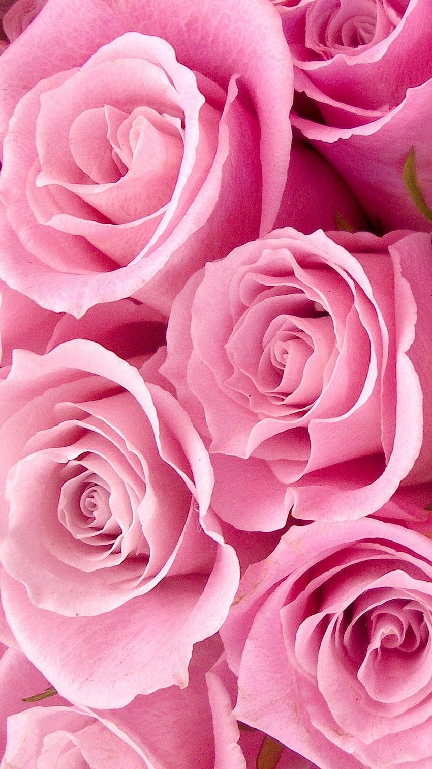 Rose Flower, Pink Rose, Background HD phone wallpaper