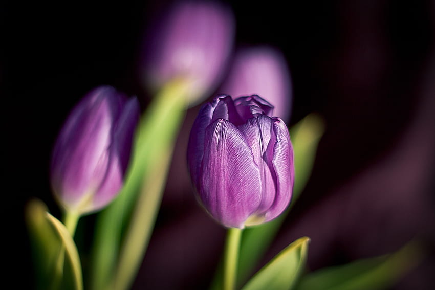 Fleurs, Tulipes, Gros Plan, Bourgeons Fond d'écran HD