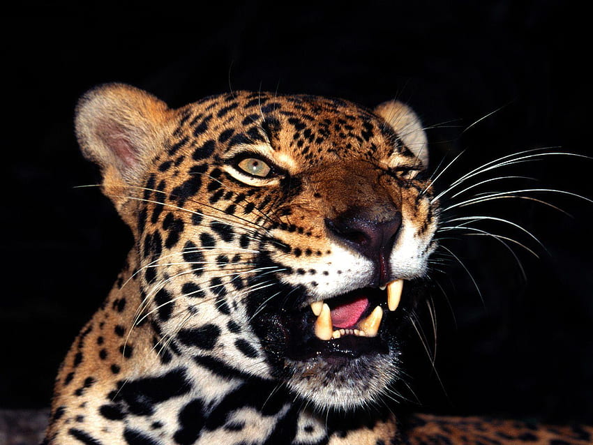Glare Jaguar, zwierzę, jaguar, żbik, głowa, bigcat Tapeta HD