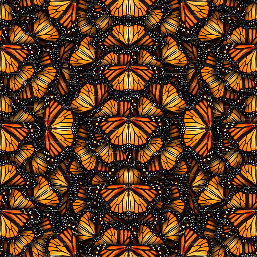 オレンジ色のオオカバマダラの山 - bonnie_phantasm, オオカバマダラ HD電話の壁紙