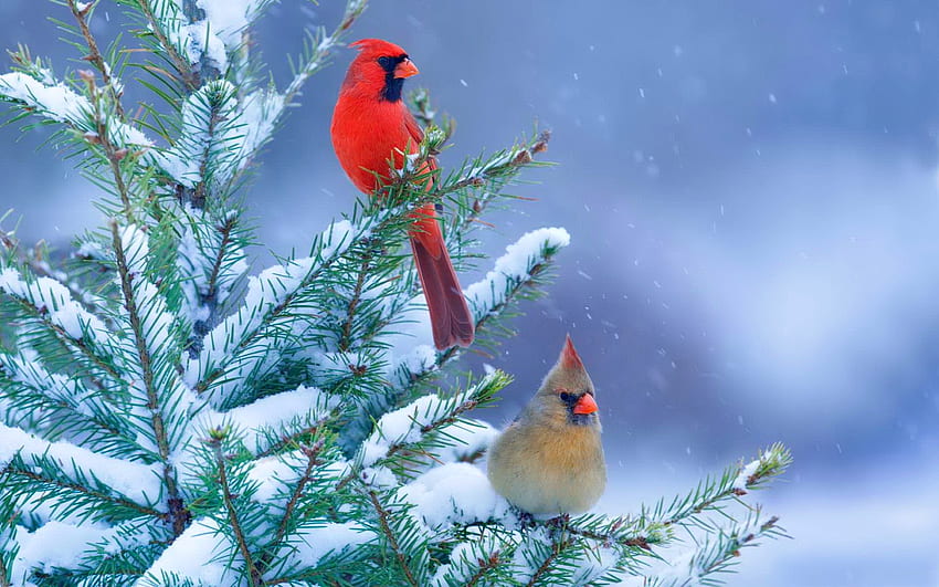 Winter cardinals, winter, bird, cute, tree, snowflakes, snowfall, snow, couple, cardinals HD wallpaper