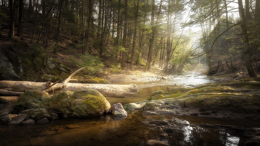 Природен резерват Fishing Creek, Пенсилвания, река, слънчева светлина, дървета, САЩ, камъни HD тапет