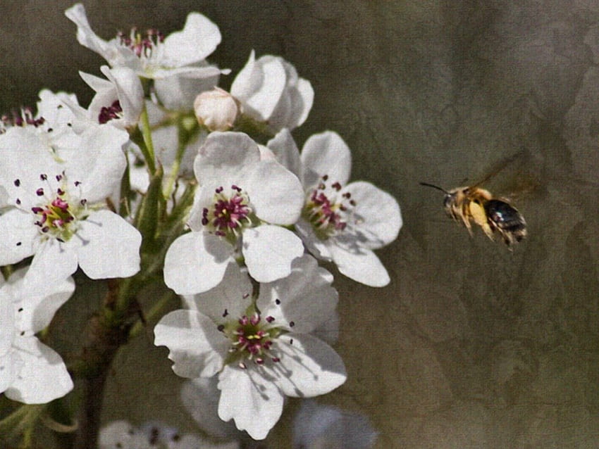 꿀 찾기, 꽃, 벌 HD 월페이퍼