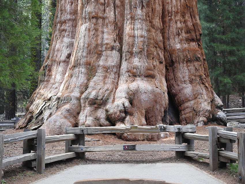 General Sherman Giant Sequoia Tree, Canyons, Trees, Mountains, Nature, Kings Canyon, Earth, Sequoia, Redwood, Sierra, Forests, Woods, Yosemite, California HD wallpaper