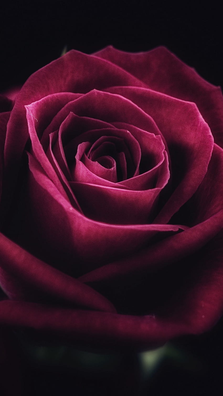 Rose, Flower, Close Up, Petals , Background. Flower Close Up, Beautiful Flowers , Rose, Maroon Roses HD phone wallpaper