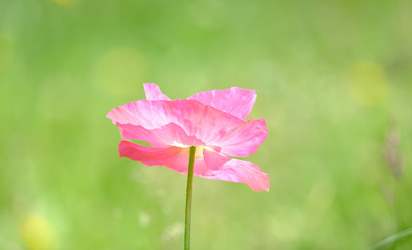Papoula, uma flor rosa de perto, verão papel de parede HD