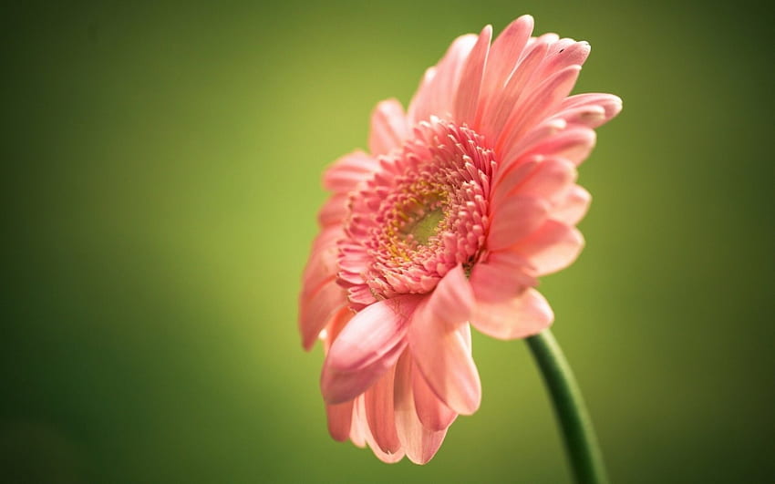 Single pink flower, pink, nature, flowers, one HD wallpaper