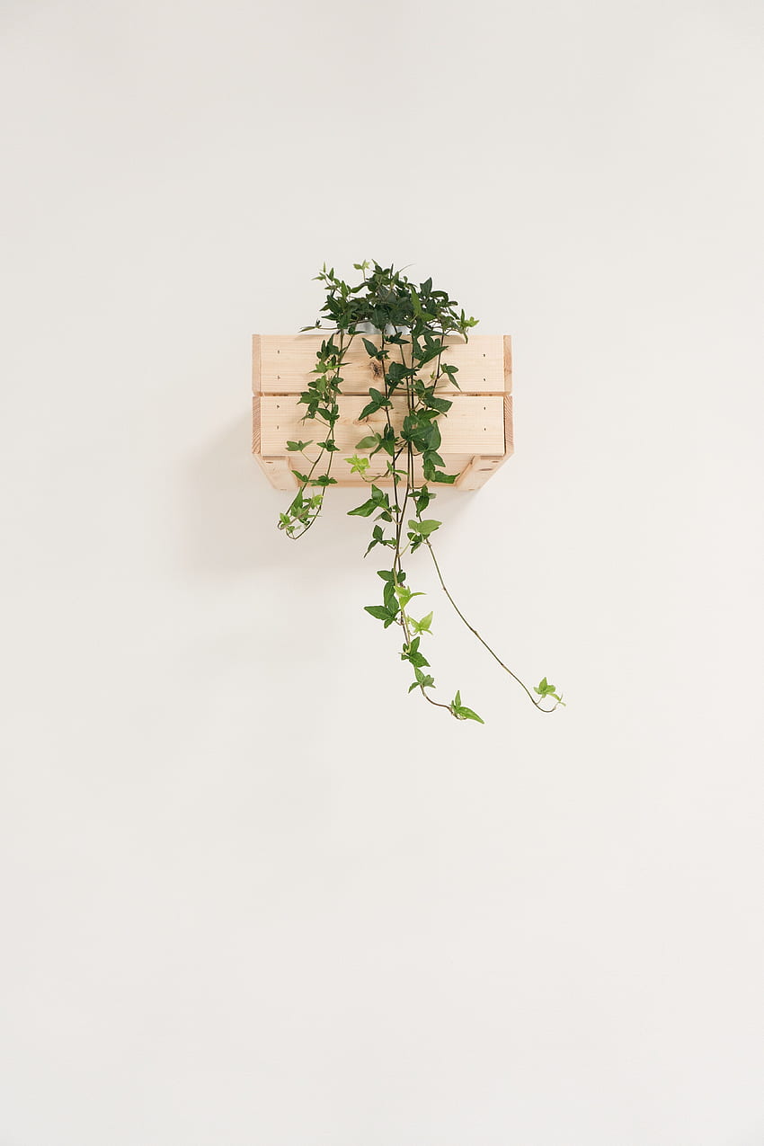 green English ivy vine with white background. album, Minimalist Plant HD phone wallpaper