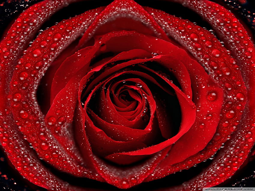 red rose for mobile, rose, garden roses, red, water, flower, rose family, petal, hybrid tea rose, close up, plant, Tea Flowers Garden HD wallpaper