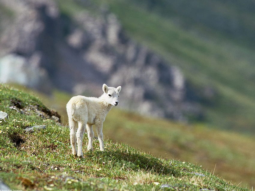 Dall Sheep, alska, white, field, sheep HD wallpaper
