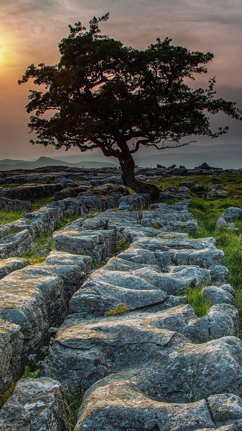 Inghilterra, Yorkshire Dales, alberi, pietre, tramonto Sfondo del telefono HD