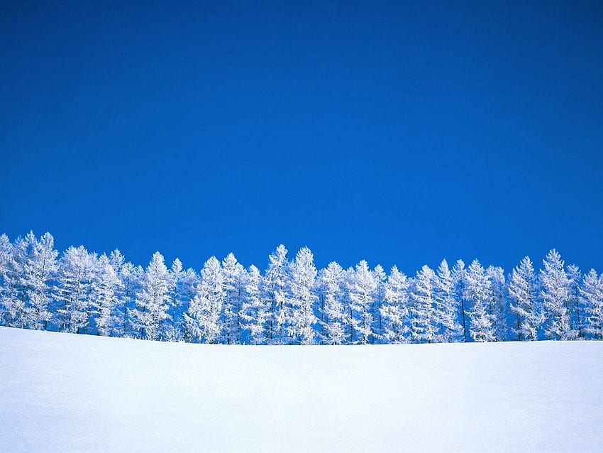 winter, blue, white, sky, pure, trees HD wallpaper